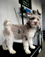 “Blush”, a female Poodle - Standard  for sale in Horseheads, NY – Photo 1 of 10