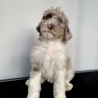 “Blush”, a female Poodle - Standard  for sale in Horseheads, NY – Photo 2 of 10