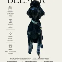 “Riesling”, a female Poodle - Standard  for sale in Horseheads, NY – Photo 9 of 10