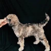 “Riesling”, a female Poodle - Standard  for sale in Horseheads, NY – Photo 8 of 10