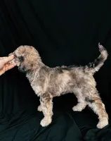 “Riesling”, a female Poodle - Standard  for sale in Horseheads, NY – Photo 8 of 10