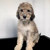 “Riesling”, a female Poodle - Standard  for sale in Horseheads, NY – Photo 3 of 10