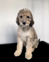 “Riesling”, a female Poodle - Standard  for sale in Horseheads, NY – Photo 3 of 10