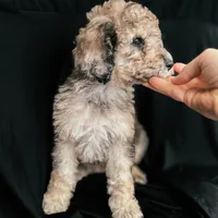 “Riesling”, a female Poodle - Standard  for sale in Horseheads, NY – Photo 7 of 10