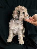 “Riesling”, a female Poodle - Standard  for sale in Horseheads, NY – Photo 7 of 10