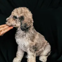 “Riesling”, a female Poodle - Standard  for sale in Horseheads, NY – Photo 6 of 10