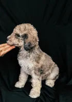 “Riesling”, a female Poodle - Standard  for sale in Horseheads, NY – Photo 6 of 10