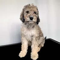 “Riesling”, a female Poodle - Standard  for sale in Horseheads, NY – Photo 1 of 10