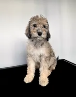 “Riesling”, a female Poodle - Standard  for sale in Horseheads, NY – Photo 1 of 10