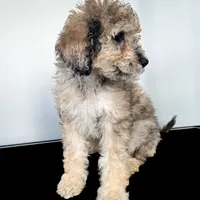 “Riesling”, a female Poodle - Standard  for sale in Horseheads, NY – Photo 4 of 10