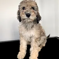 “Riesling”, a female Poodle - Standard  for sale in Horseheads, NY – Photo 2 of 10