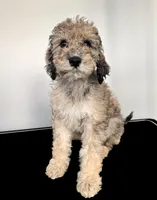 “Riesling”, a female Poodle - Standard  for sale in Horseheads, NY – Photo 2 of 10