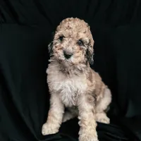 “Riesling”, a female Poodle - Standard  for sale in Horseheads, NY – Photo 5 of 10