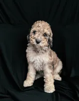 “Riesling”, a female Poodle - Standard  for sale in Horseheads, NY – Photo 5 of 10