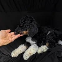 “Pinot”, a male Poodle - Standard  for sale in Horseheads, NY – Photo 5 of 7