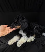 “Pinot”, a male Poodle - Standard  for sale in Horseheads, NY – Photo 5 of 7