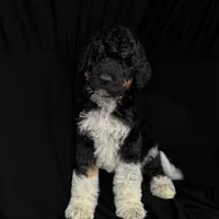“Pinot”, a male Poodle - Standard  for sale in Horseheads, NY – Photo 3 of 7