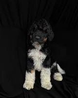 “Pinot”, a male Poodle - Standard  for sale in Horseheads, NY – Photo 3 of 7