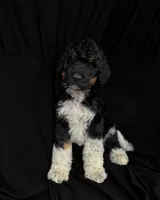 “Pinot”, a male Poodle - Standard  for sale in Horseheads, NY – Photo 1 of 7