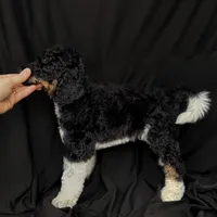 “Pinot”, a male Poodle - Standard  for sale in Horseheads, NY – Photo 4 of 7