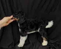 “Pinot”, a male Poodle - Standard  for sale in Horseheads, NY – Photo 4 of 7