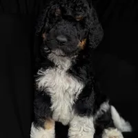 “Pinot”, a male Poodle - Standard  for sale in Horseheads, NY – Photo 2 of 7