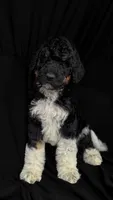 “Pinot”, a male Poodle - Standard  for sale in Horseheads, NY – Photo 2 of 7