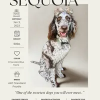 “Pinot”, a male Poodle - Standard  for sale in Horseheads, NY – Photo 6 of 7