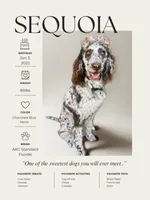 “Pinot”, a male Poodle - Standard  for sale in Horseheads, NY – Photo 6 of 7