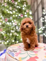 F1B Cavapoo, a female Cavapoo for sale in Horseheads, NY – Photo 4 of 5