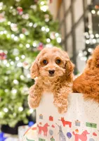 F1B Cavapoo, a female Cavapoo for sale in Horseheads, NY – Photo 2 of 5