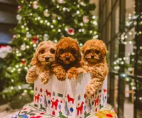 F1B Cavapoo, a female Cavapoo for sale in Horseheads, NY – Photo 1 of 5