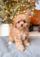F1B Cavapoo, a female Cavapoo for sale in Horseheads, NY – Photo 3 of 5