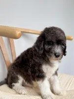 Biscotti, a male Poodle - Standard  for sale in Horseheads, NY – Photo 3 of 5