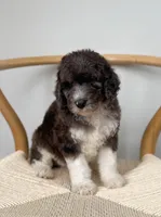 Biscotti, a male Poodle - Standard  for sale in Horseheads, NY – Photo 4 of 5