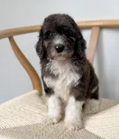 Biscotti, a male Poodle - Standard  for sale in Horseheads, NY – Photo 1 of 5