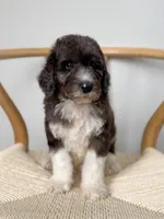 Biscotti, a male Poodle - Standard  for sale in Horseheads, NY – Photo 5 of 5