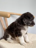 Biscotti, a male Poodle - Standard  for sale in Horseheads, NY – Photo 2 of 5