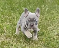Jake, a male French Bulldog for sale in Butler, IN – Photo 3 of 5