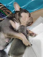 Jake, a male French Bulldog for sale in Butler, IN – Photo 5 of 5