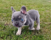 Jake, a male French Bulldog for sale in Butler, IN – Photo 2 of 2