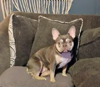 Jake, a male French Bulldog for sale in Butler, IN – Photo 4 of 5