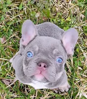 Jake, a male French Bulldog for sale in Butler, IN – Photo 1 of 2