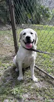 White shaded lab puppy, a female Labrador Retriever for sale in West Palm Beach, FL – 5 of 5