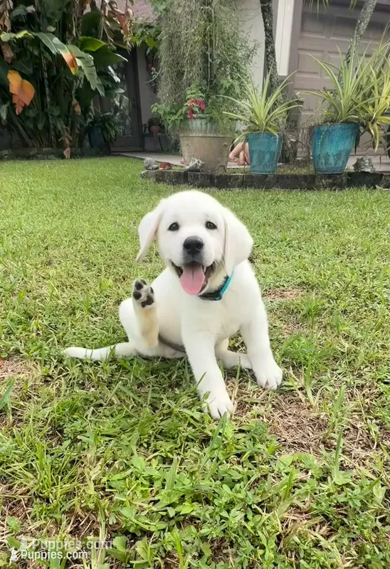 1 White Male – Labrador Retriever puppy for sale in West Palm Beach, FL