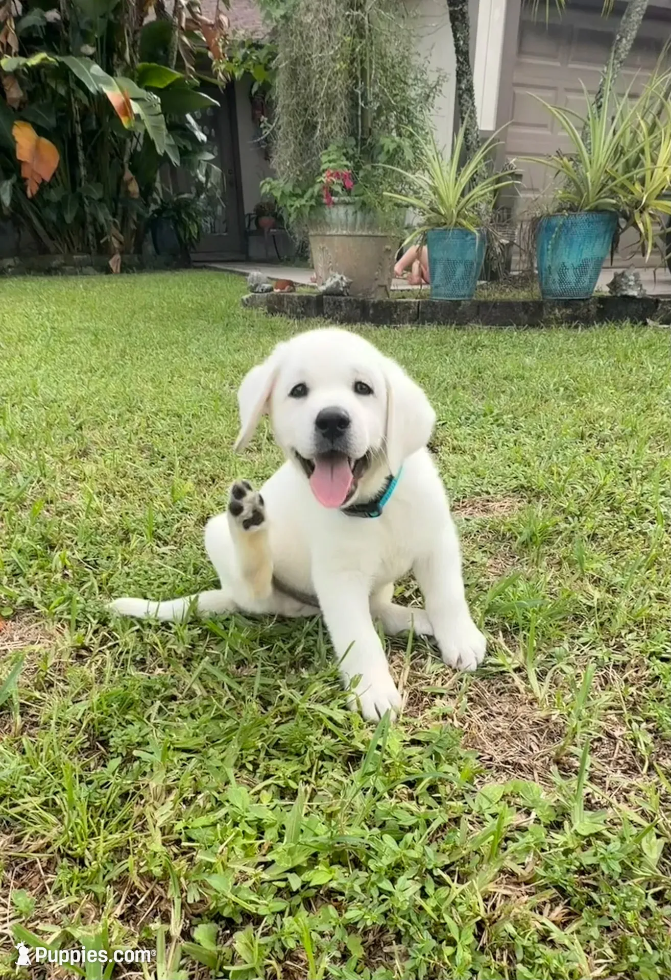 1 White Male, a male Labrador Retriever for sale in West Palm Beach, FL – 1 of 2