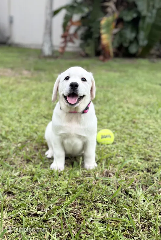 White female – Labrador Retriever puppy for sale in West Palm Beach, FL