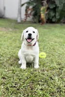 White female, a male Labrador Retriever for sale in West Palm Beach, FL – 1 of 1