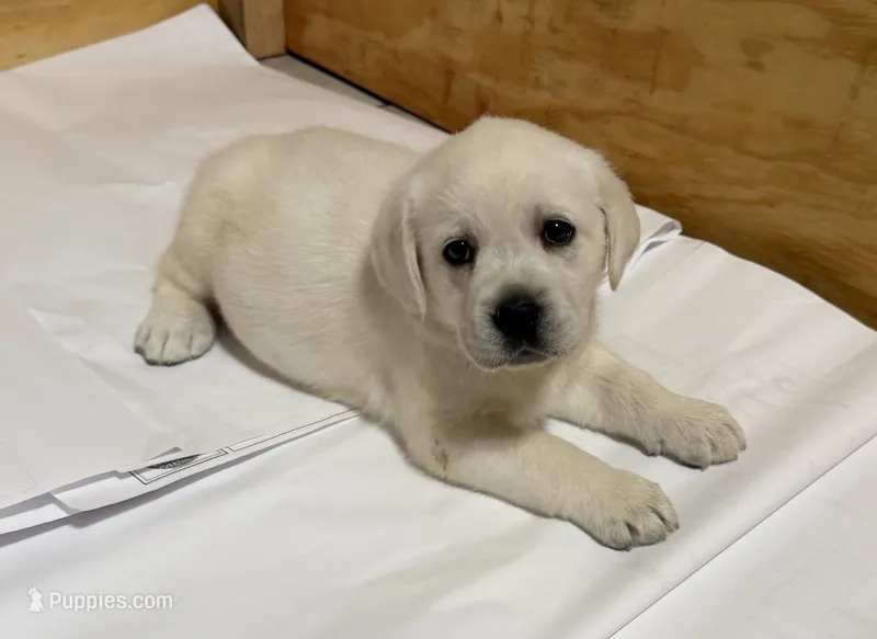 White Male – Labrador Retriever puppy for sale in West Palm Beach, FL