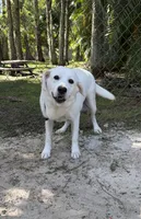 White shaded lab puppy, a female Labrador Retriever for sale in West Palm Beach, FL – 4 of 5